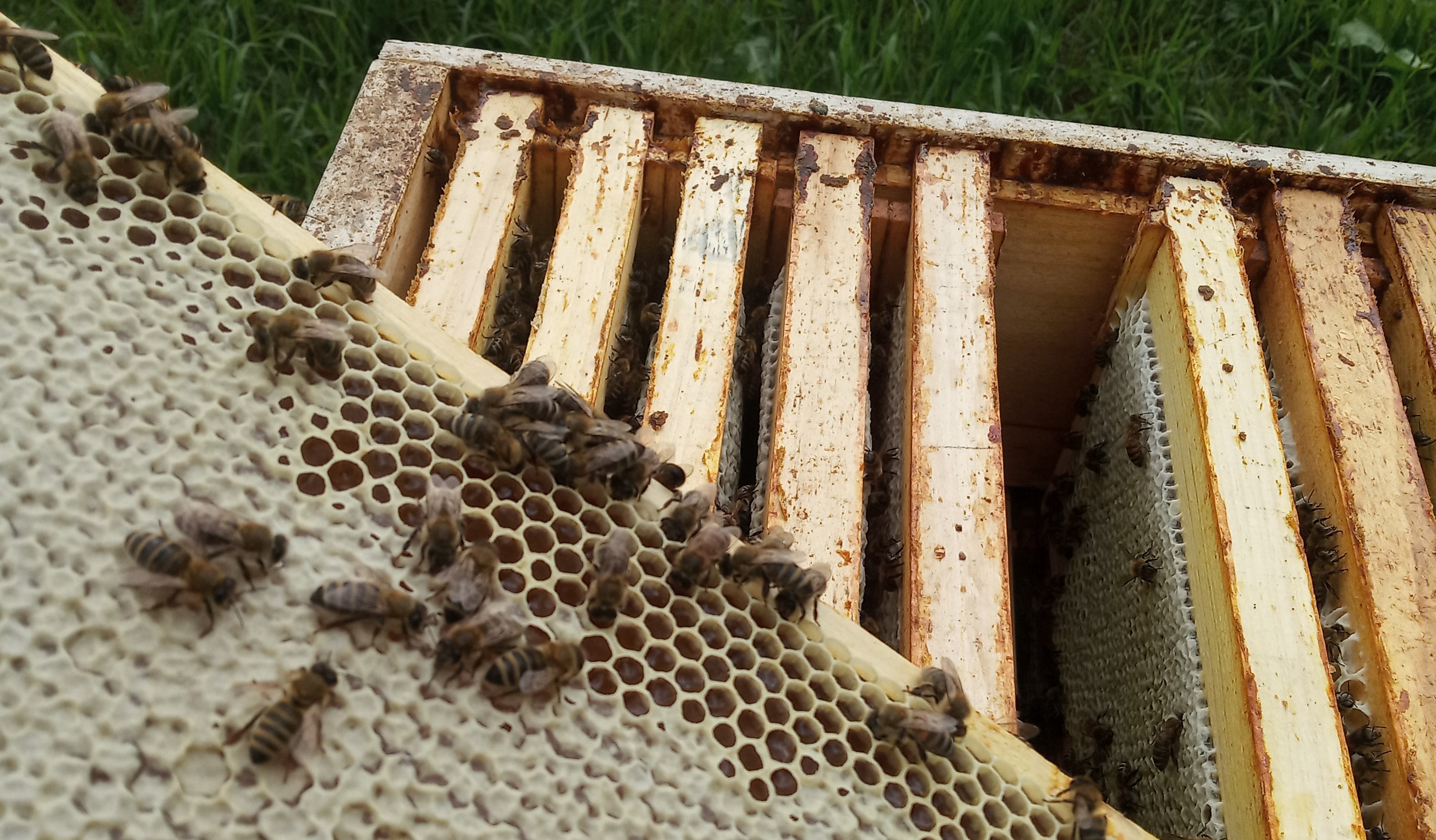 Honey background
