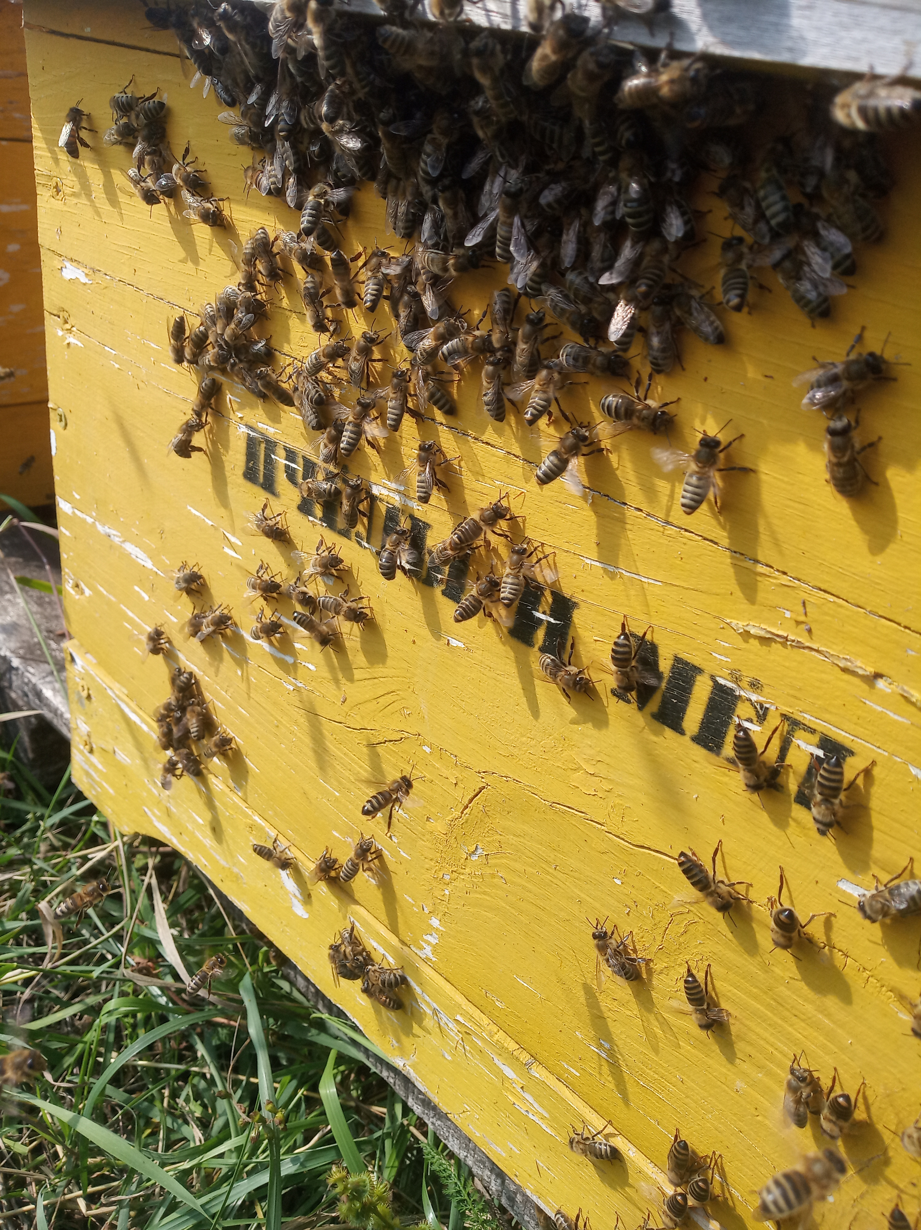 Bee frames close up