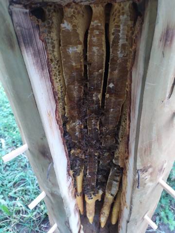 Row of white hives